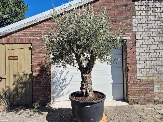 Olijfboom old trunk - olea europaea - 75 jaar oud - hoogte ca. 300 cm - afbeelding 1 van  6