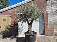 Olijfboom old trunk - olea europaea - 75 jaar oud - hoogte ca. 300 cm - afbeelding 1 van  6