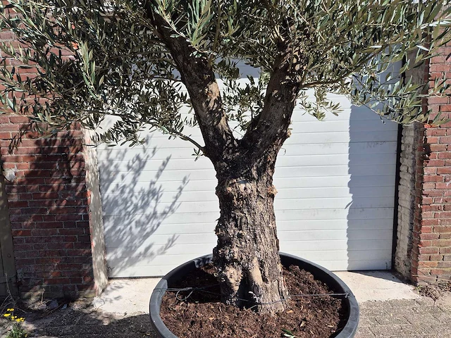 Olijfboom old trunk - olea europaea - 75 jaar oud - hoogte ca. 300 cm - afbeelding 2 van  6
