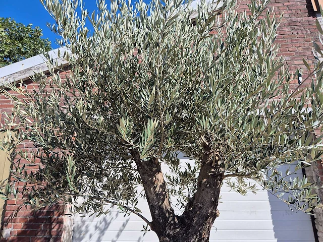 Olijfboom old trunk - olea europaea - 75 jaar oud - hoogte ca. 300 cm - afbeelding 3 van  6