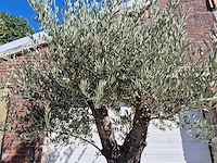 Olijfboom old trunk - olea europaea - 75 jaar oud - hoogte ca. 300 cm - afbeelding 3 van  6