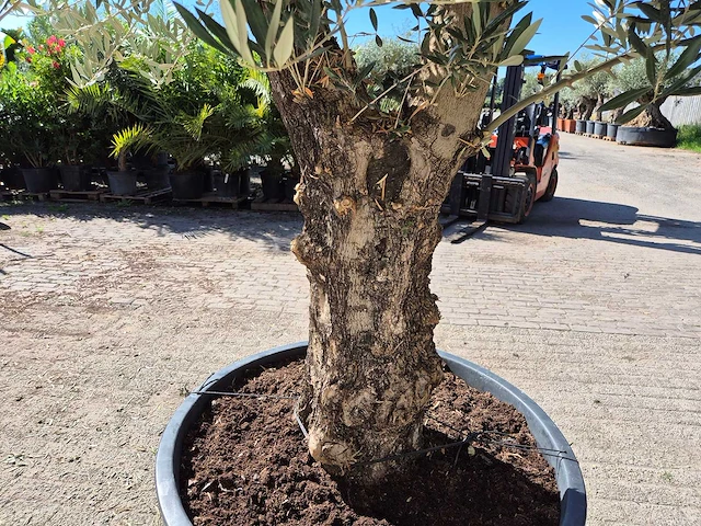 Olijfboom old trunk - olea europaea - 75 jaar oud - hoogte ca. 300 cm - afbeelding 4 van  6