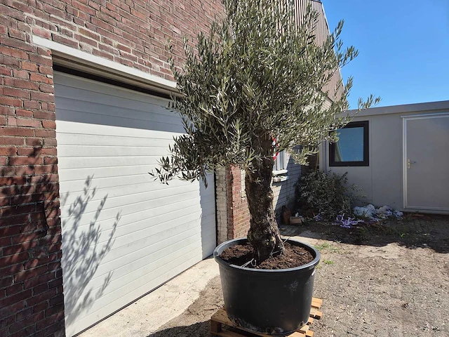 Olijfboom old trunk - olea europaea - 75 jaar oud - hoogte ca. 300 cm - afbeelding 5 van  6