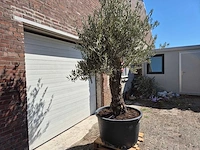 Olijfboom old trunk - olea europaea - 75 jaar oud - hoogte ca. 300 cm - afbeelding 5 van  6