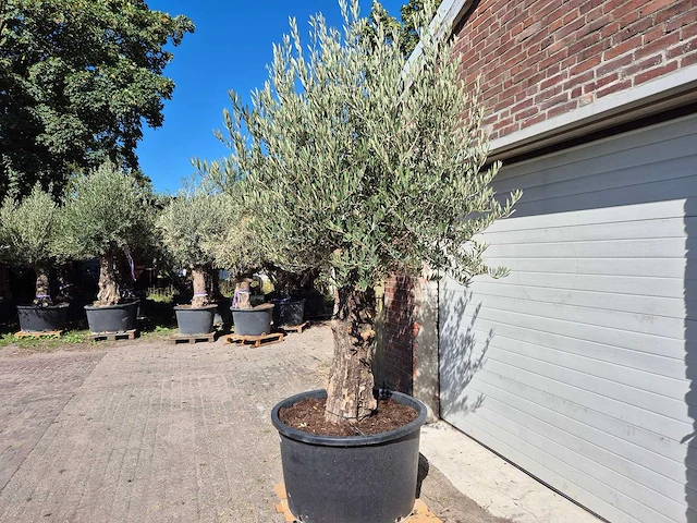 Olijfboom old trunk - olea europaea - 75 jaar oud - hoogte ca. 300 cm - afbeelding 6 van  6