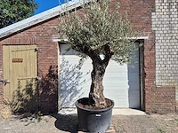 Olijfboom old trunk - olea europaea - 75 jaar oud - hoogte ca. 300 cm - afbeelding 1 van  7