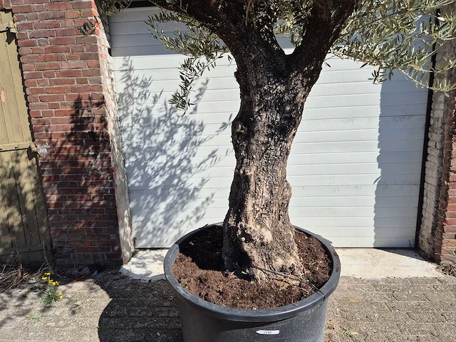 Olijfboom old trunk - olea europaea - 75 jaar oud - hoogte ca. 300 cm - afbeelding 2 van  7