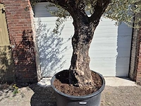 Olijfboom old trunk - olea europaea - 75 jaar oud - hoogte ca. 300 cm - afbeelding 2 van  7