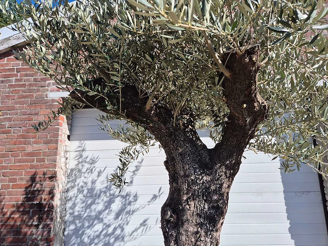Olijfboom old trunk - olea europaea - 75 jaar oud - hoogte ca. 300 cm - afbeelding 3 van  7