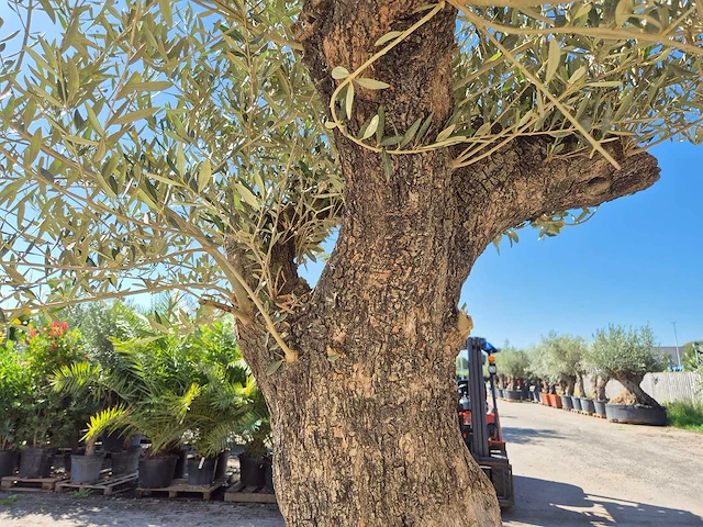 Olijfboom old trunk - olea europaea - 75 jaar oud - hoogte ca. 300 cm - afbeelding 4 van  7