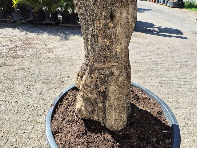 Olijfboom old trunk - olea europaea - 75 jaar oud - hoogte ca. 300 cm - afbeelding 5 van  7
