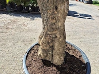 Olijfboom old trunk - olea europaea - 75 jaar oud - hoogte ca. 300 cm - afbeelding 5 van  7