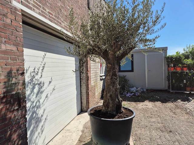 Olijfboom old trunk - olea europaea - 75 jaar oud - hoogte ca. 300 cm - afbeelding 6 van  7