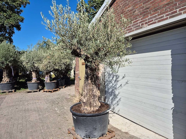 Olijfboom old trunk - olea europaea - 75 jaar oud - hoogte ca. 300 cm - afbeelding 7 van  7
