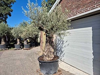 Olijfboom old trunk - olea europaea - 75 jaar oud - hoogte ca. 300 cm - afbeelding 7 van  7