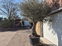 Olijfboom old trunk - olea europaea - 75 jaar oud - hoogte ca. 300 cm - afbeelding 4 van  7