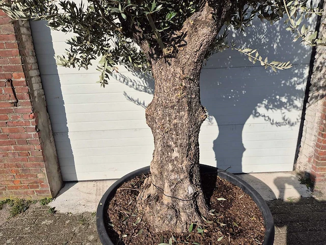 Olijfboom old trunk - olea europaea - 75 jaar oud - hoogte ca. 300 cm - afbeelding 2 van  6