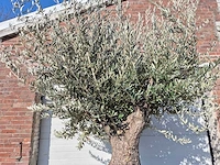 Olijfboom old trunk - olea europaea - 75 jaar oud - hoogte ca. 300 cm - afbeelding 3 van  6