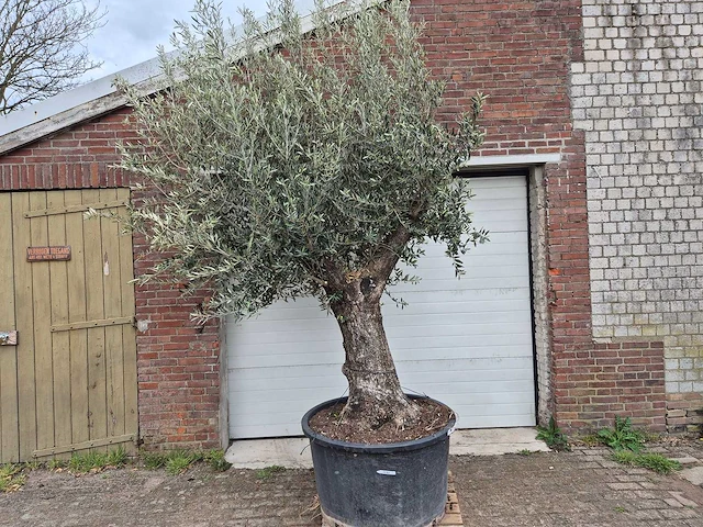 Olijfboom old trunk - olea europaea - 75 jaar oud - hoogte ca. 300 cm - afbeelding 1 van  6