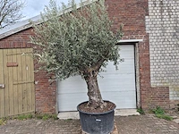 Olijfboom old trunk - olea europaea - 75 jaar oud - hoogte ca. 300 cm - afbeelding 1 van  6