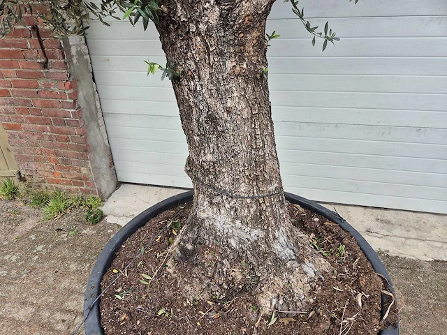 Olijfboom old trunk - olea europaea - 75 jaar oud - hoogte ca. 300 cm - afbeelding 2 van  6