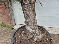 Olijfboom old trunk - olea europaea - 75 jaar oud - hoogte ca. 300 cm - afbeelding 2 van  6