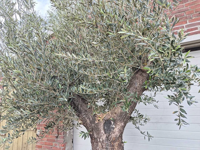 Olijfboom old trunk - olea europaea - 75 jaar oud - hoogte ca. 300 cm - afbeelding 3 van  6