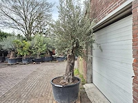 Olijfboom old trunk - olea europaea - 75 jaar oud - hoogte ca. 300 cm - afbeelding 4 van  6