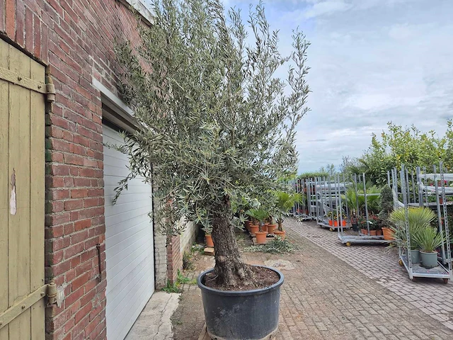 Olijfboom old trunk - olea europaea - 75 jaar oud - hoogte ca. 300 cm - afbeelding 5 van  6