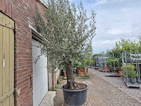 Olijfboom old trunk - olea europaea - 75 jaar oud - hoogte ca. 300 cm - afbeelding 5 van  6