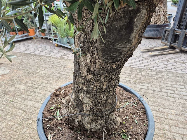 Olijfboom old trunk - olea europaea - 75 jaar oud - hoogte ca. 300 cm - afbeelding 6 van  6