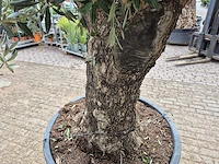 Olijfboom old trunk - olea europaea - 75 jaar oud - hoogte ca. 300 cm - afbeelding 6 van  6
