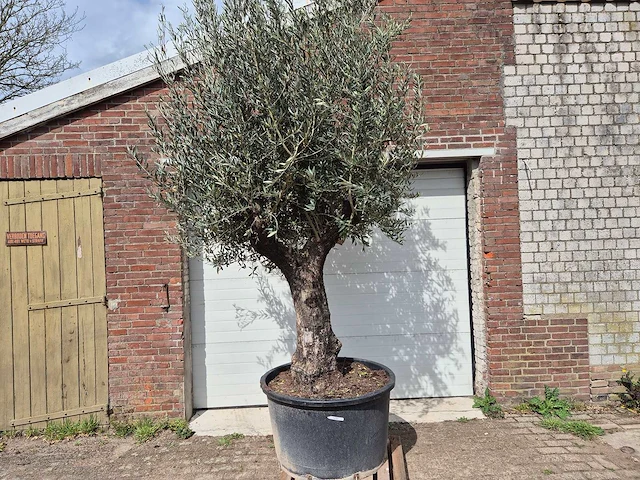 Olijfboom old trunk - olea europaea - 75 jaar oud - hoogte ca. 300 cm - afbeelding 1 van  7