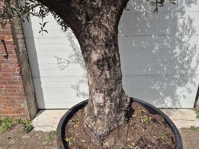 Olijfboom old trunk - olea europaea - 75 jaar oud - hoogte ca. 300 cm - afbeelding 2 van  7