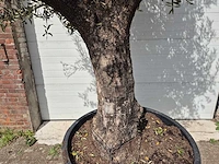 Olijfboom old trunk - olea europaea - 75 jaar oud - hoogte ca. 300 cm - afbeelding 2 van  7