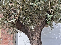 Olijfboom old trunk - olea europaea - 75 jaar oud - hoogte ca. 300 cm - afbeelding 3 van  7