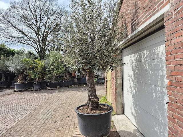 Olijfboom old trunk - olea europaea - 75 jaar oud - hoogte ca. 300 cm - afbeelding 4 van  7