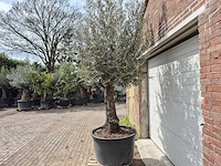 Olijfboom old trunk - olea europaea - 75 jaar oud - hoogte ca. 300 cm - afbeelding 4 van  7