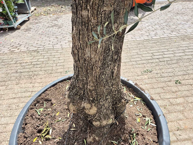 Olijfboom old trunk - olea europaea - 75 jaar oud - hoogte ca. 300 cm - afbeelding 5 van  7