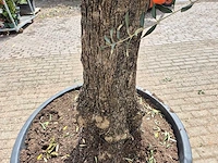 Olijfboom old trunk - olea europaea - 75 jaar oud - hoogte ca. 300 cm - afbeelding 5 van  7