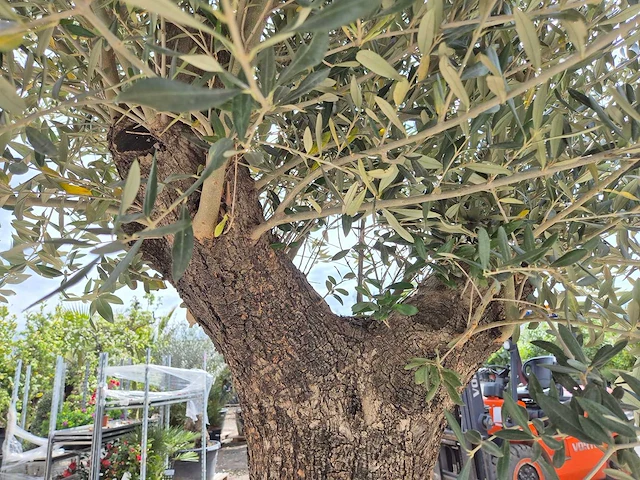 Olijfboom old trunk - olea europaea - 75 jaar oud - hoogte ca. 300 cm - afbeelding 6 van  7