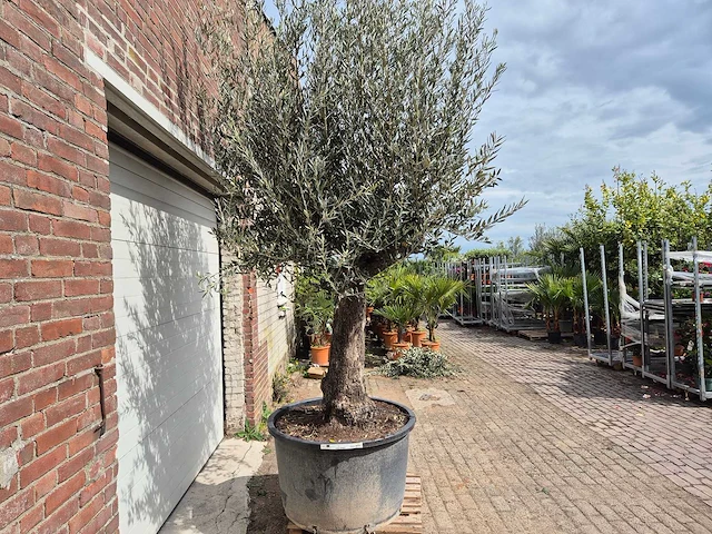 Olijfboom old trunk - olea europaea - 75 jaar oud - hoogte ca. 300 cm - afbeelding 7 van  7