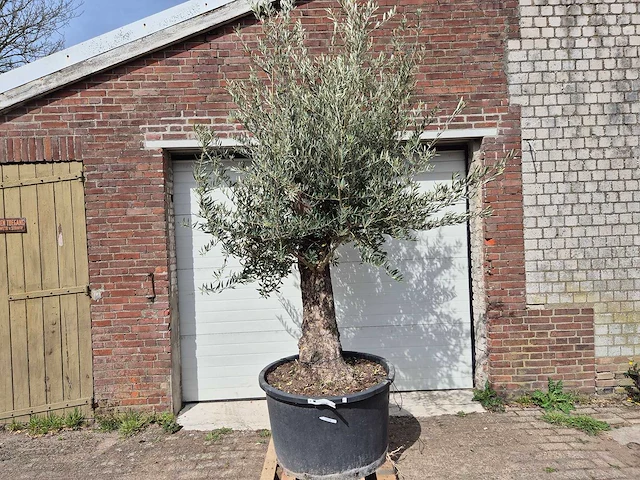 Olijfboom old trunk - olea europaea - 75 jaar oud - hoogte ca. 300 cm - afbeelding 1 van  5
