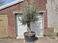 Olijfboom old trunk - olea europaea - 75 jaar oud - hoogte ca. 300 cm - afbeelding 1 van  5