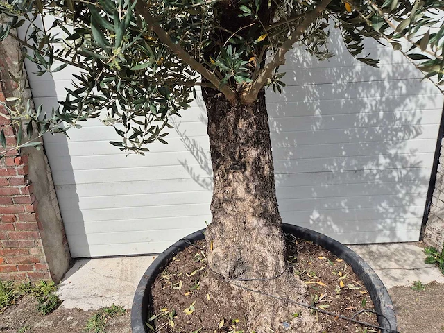 Olijfboom old trunk - olea europaea - 75 jaar oud - hoogte ca. 300 cm - afbeelding 2 van  5