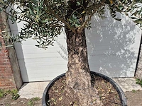 Olijfboom old trunk - olea europaea - 75 jaar oud - hoogte ca. 300 cm - afbeelding 2 van  5