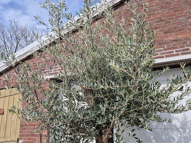 Olijfboom old trunk - olea europaea - 75 jaar oud - hoogte ca. 300 cm - afbeelding 3 van  5