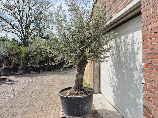 Olijfboom old trunk - olea europaea - 75 jaar oud - hoogte ca. 300 cm - afbeelding 4 van  5