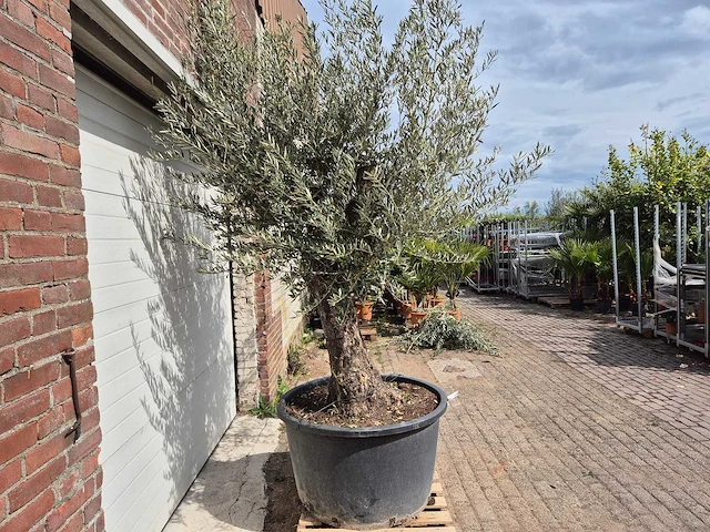 Olijfboom old trunk - olea europaea - 75 jaar oud - hoogte ca. 300 cm - afbeelding 5 van  5