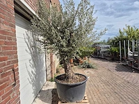 Olijfboom old trunk - olea europaea - 75 jaar oud - hoogte ca. 300 cm - afbeelding 5 van  5